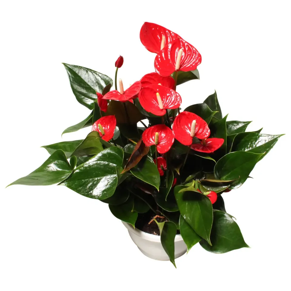 XL-Bloom YoungPlants XL.49 Arisa Sprite jonge plant fris