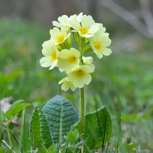 The Natural World Primula elatior sleutelbloem P9