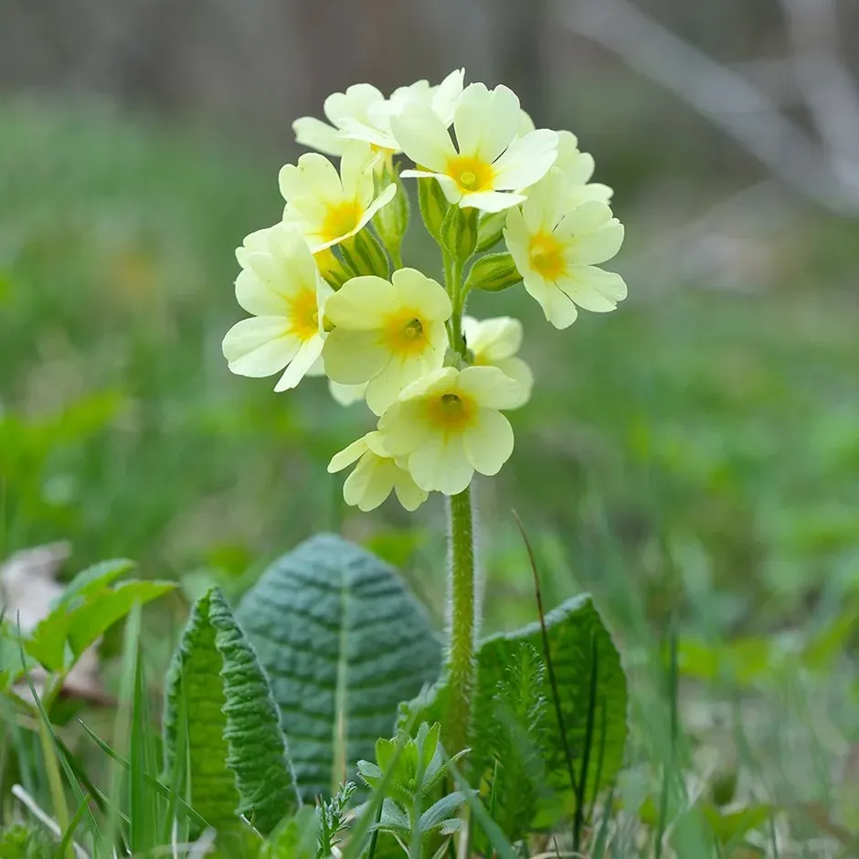 The Natural World Primula elatior sleutelbloem P9