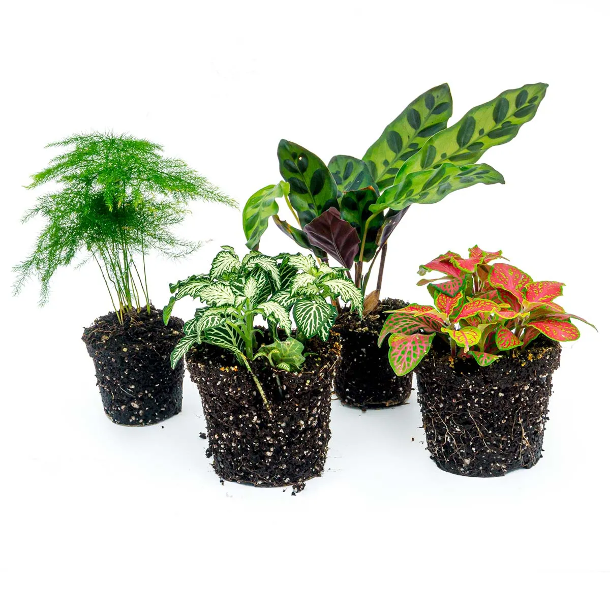 Urbanjungl Lancifolia terrariumplanten set 4 stuks groen