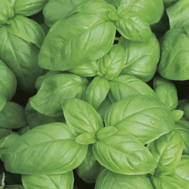 The Natural World Basilicum Aroma 2 kruidenplant eetbaar