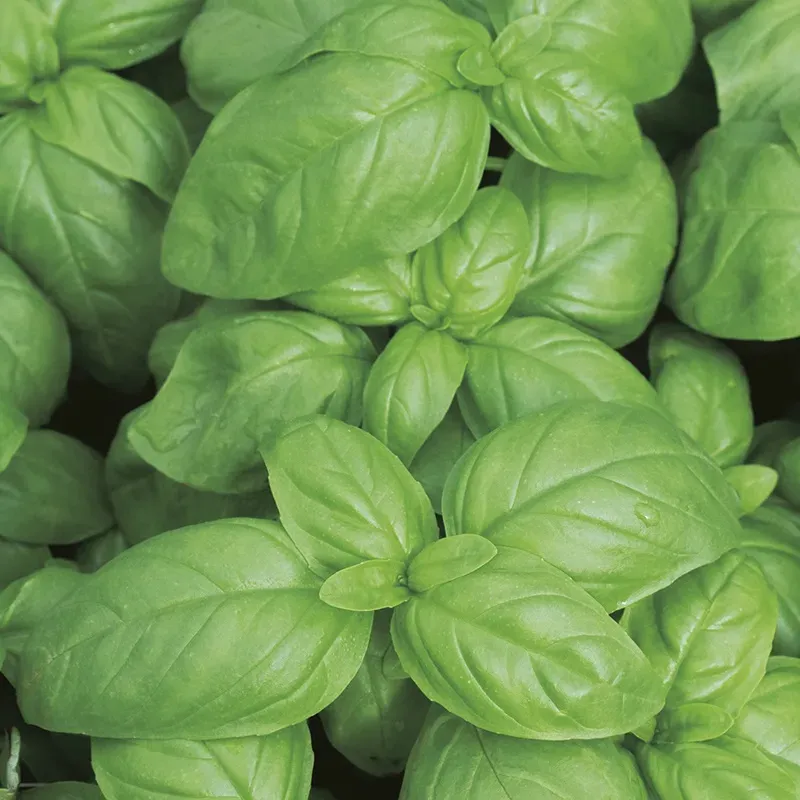 The Natural World Basilicum Aroma 2 kruidenplant eetbaar