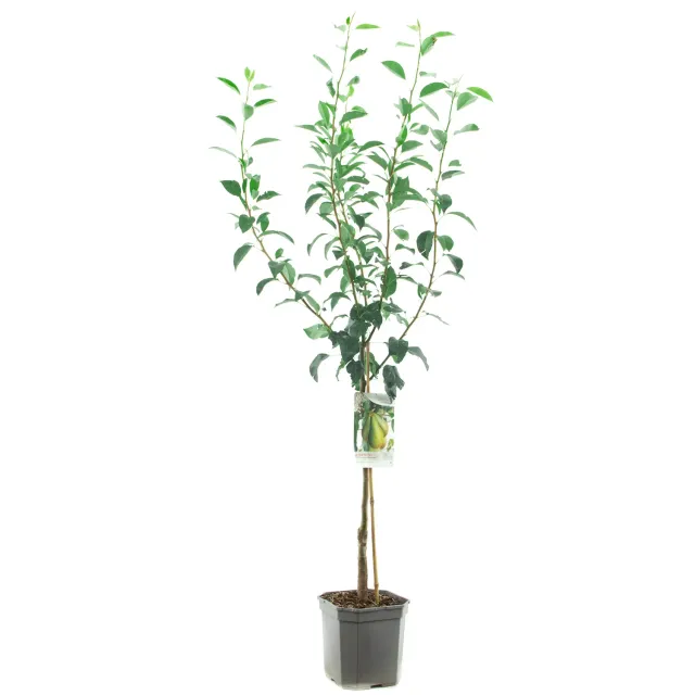 Tuincentrum Heerdink Pyrus Conference perenboom handpeer