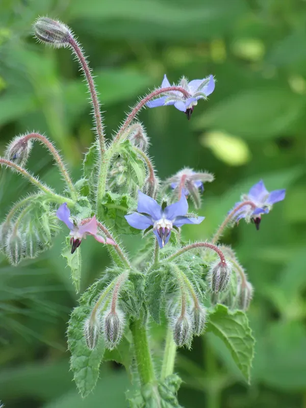 The Natural World Borago officinalis kruidenplant P9 eetbaar