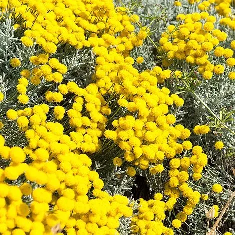 The Natural World Santolina chamaecyparissus plant P9 grijs