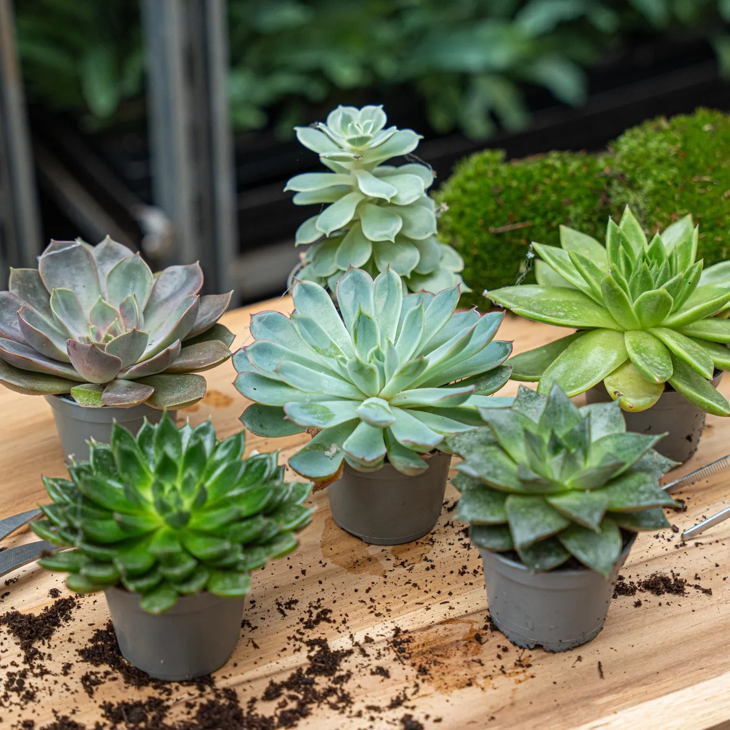 Urbanjungl Succulentenmix vetplantjes 24 stuks pot 6 cm onderhoudsarm