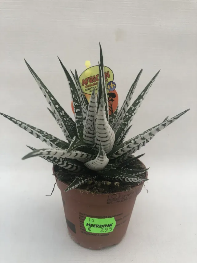 Tuincentrum Heerdink Haworthia fasciata Big Band vetplant 15 cm