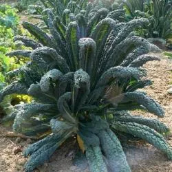 The Natural World Palmkool Nero di Toscana plant wintergroente