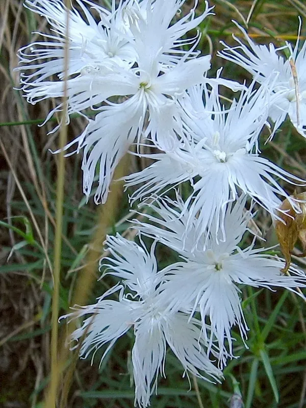The Natural World Dianthus speculifolius anjer P9 rots