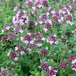 The Natural World Thymus herba-barona tijmplant karwij