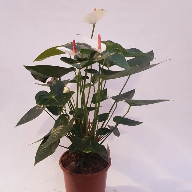 Tuincentrum Heerdink Anthurium Amalia Elegans 70 cm
