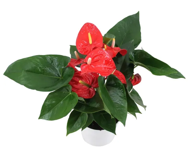 XL-Bloom YoungPlants XL.122 aardbeiplant Red White
