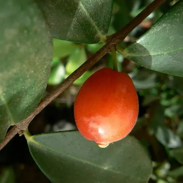 The Natural World Eugenia reinwardtiana plant eetbaar