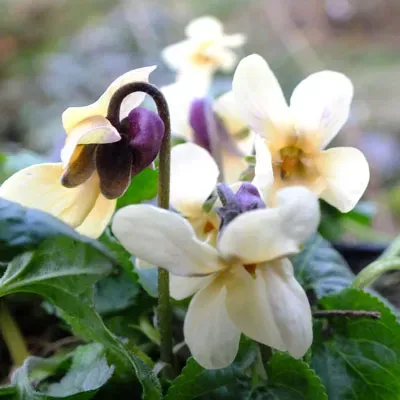 The Natural World Viola odorata ssp sulphurea plant P9 geel
