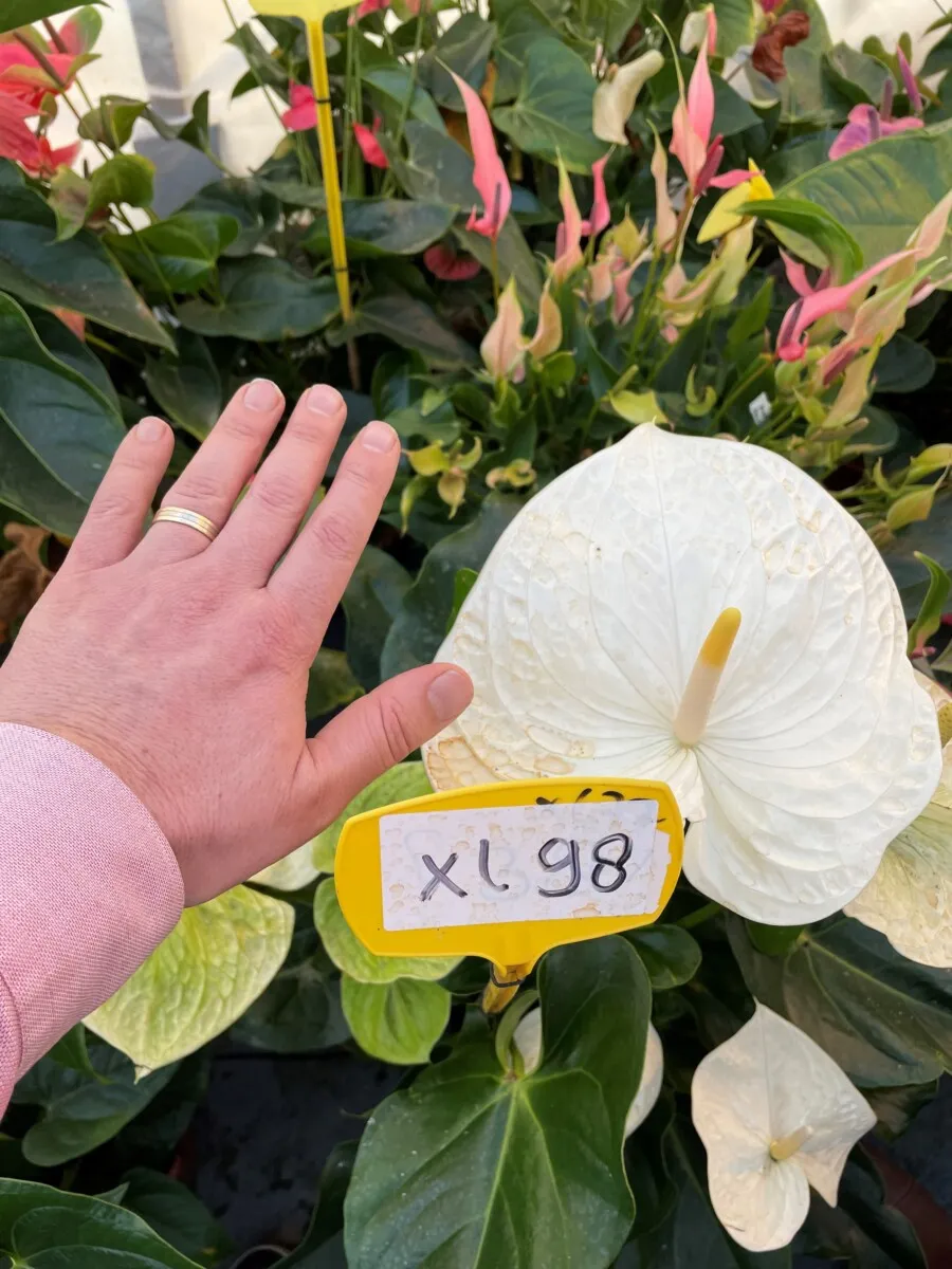 XL-Bloom YoungPlants XL.98 aardbeiplant Giant White P9 wit