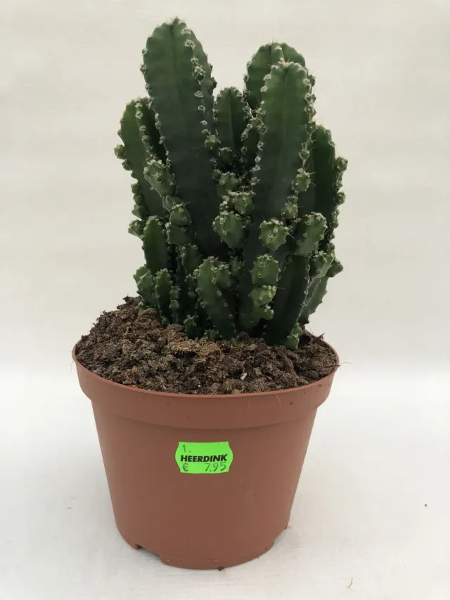 Tuincentrum Heerdink Cereus peruvianus Florida cactus 25 cm