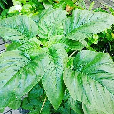 The Natural World Klaroen Bayam groenteplant eetbaar