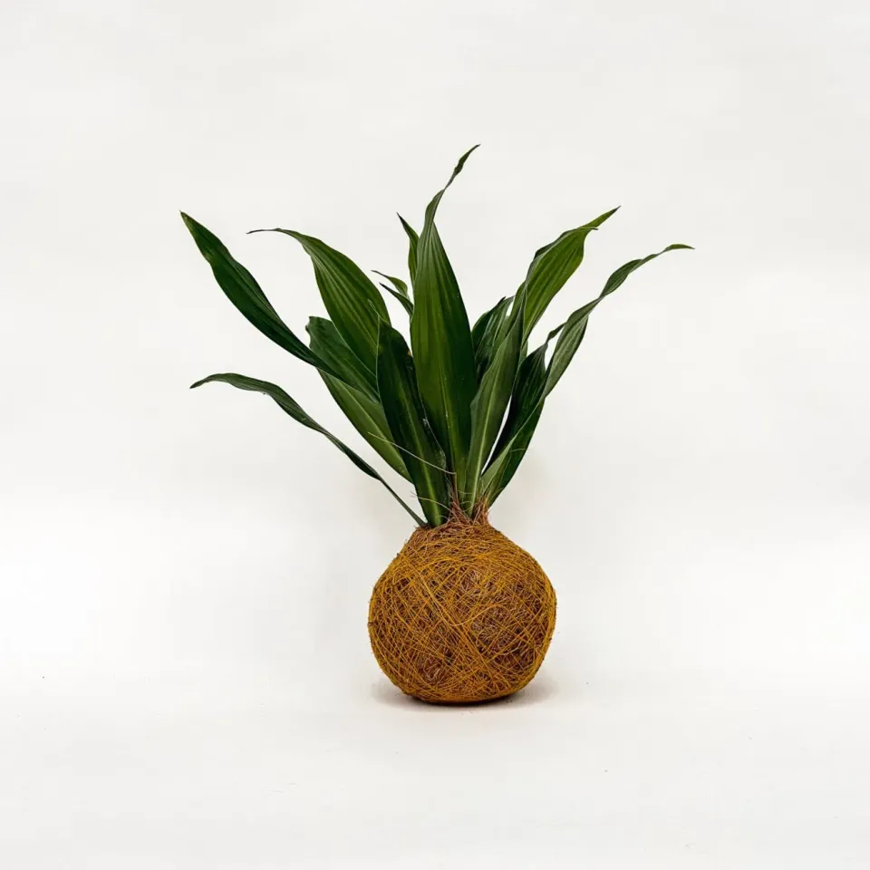House of Koko Green Jewel kokedama zonder schaaltje