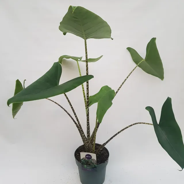 Tuincentrum Heerdink Alocasia Zebrina kamerplant 75 cm gestreept