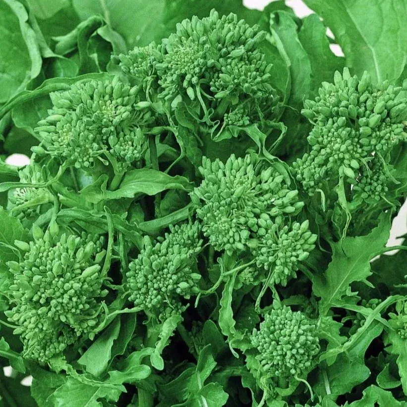 The Natural World Broccoletto Sessantina zaden groente