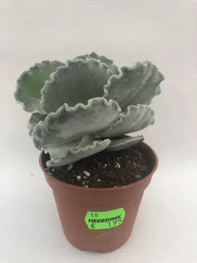 Tuincentrum Heerdink Cotyledon Undulata Vetplant Klein Zilvergrijs
