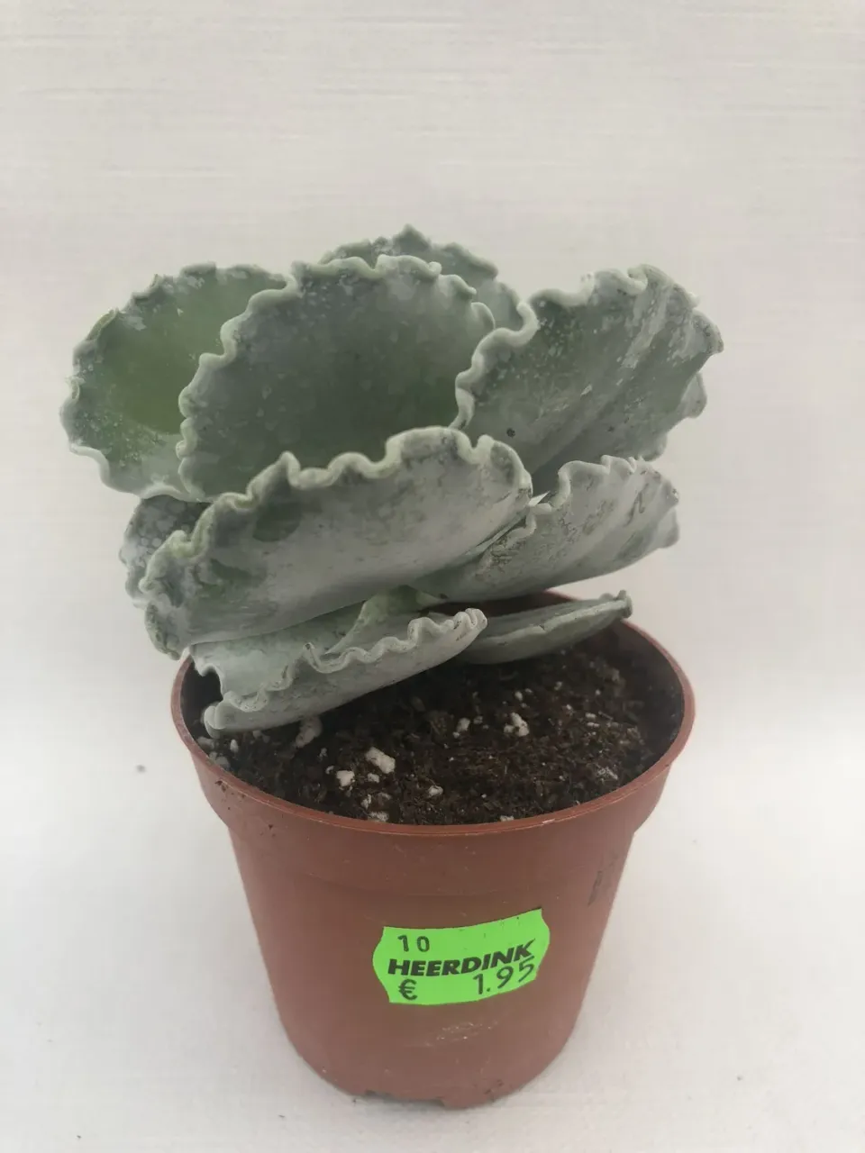 Tuincentrum Heerdink Cotyledon Undulata Vetplant Klein Zilvergrijs