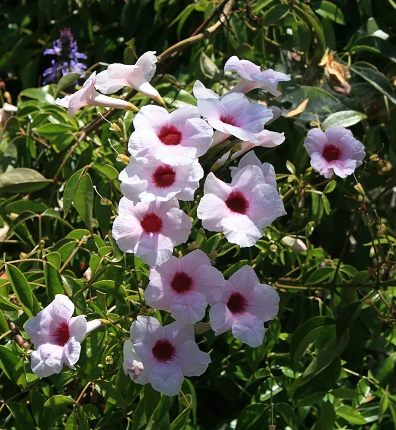 The Natural World Pandorea jasminoides klimplant roze-wit