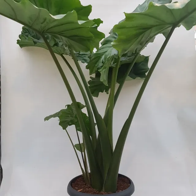 Tuincentrum Heerdink Portodora olifantsoor kamerplant groot
