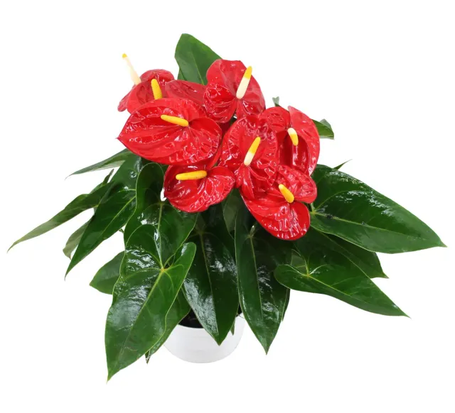 XL-Bloom YoungPlants XL.130 jonge plant Mauii Red rood