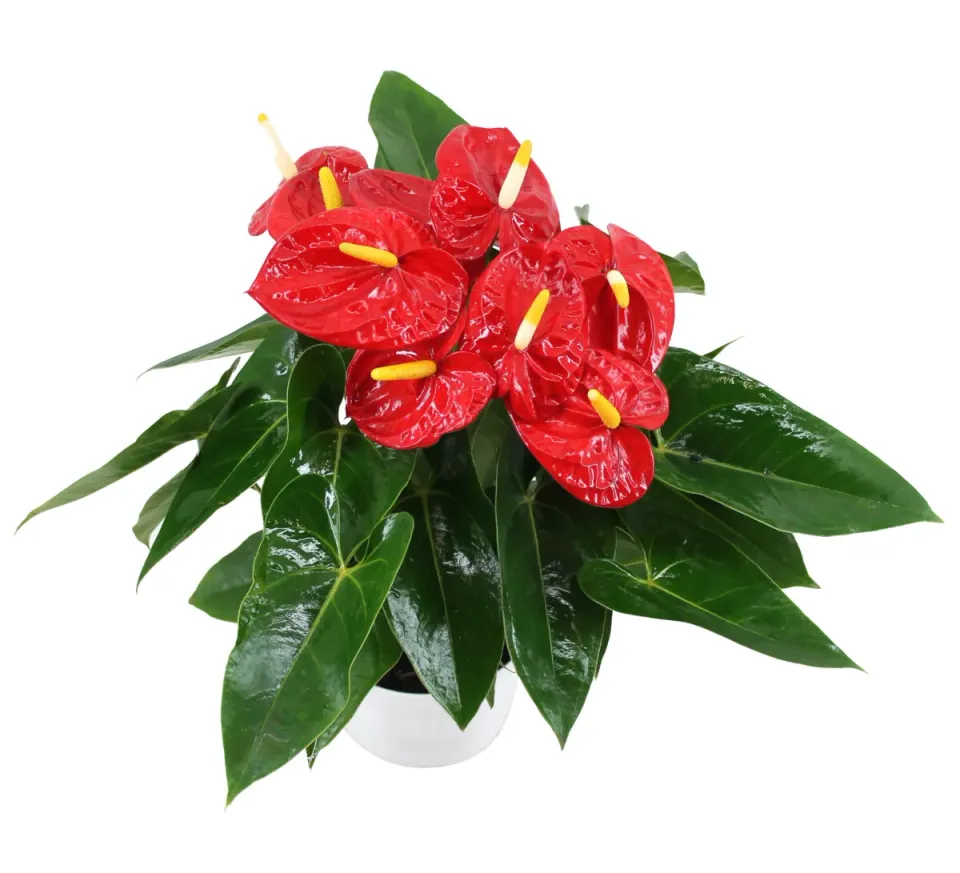 XL-Bloom YoungPlants XL.130 jonge plant Mauii Red rood
