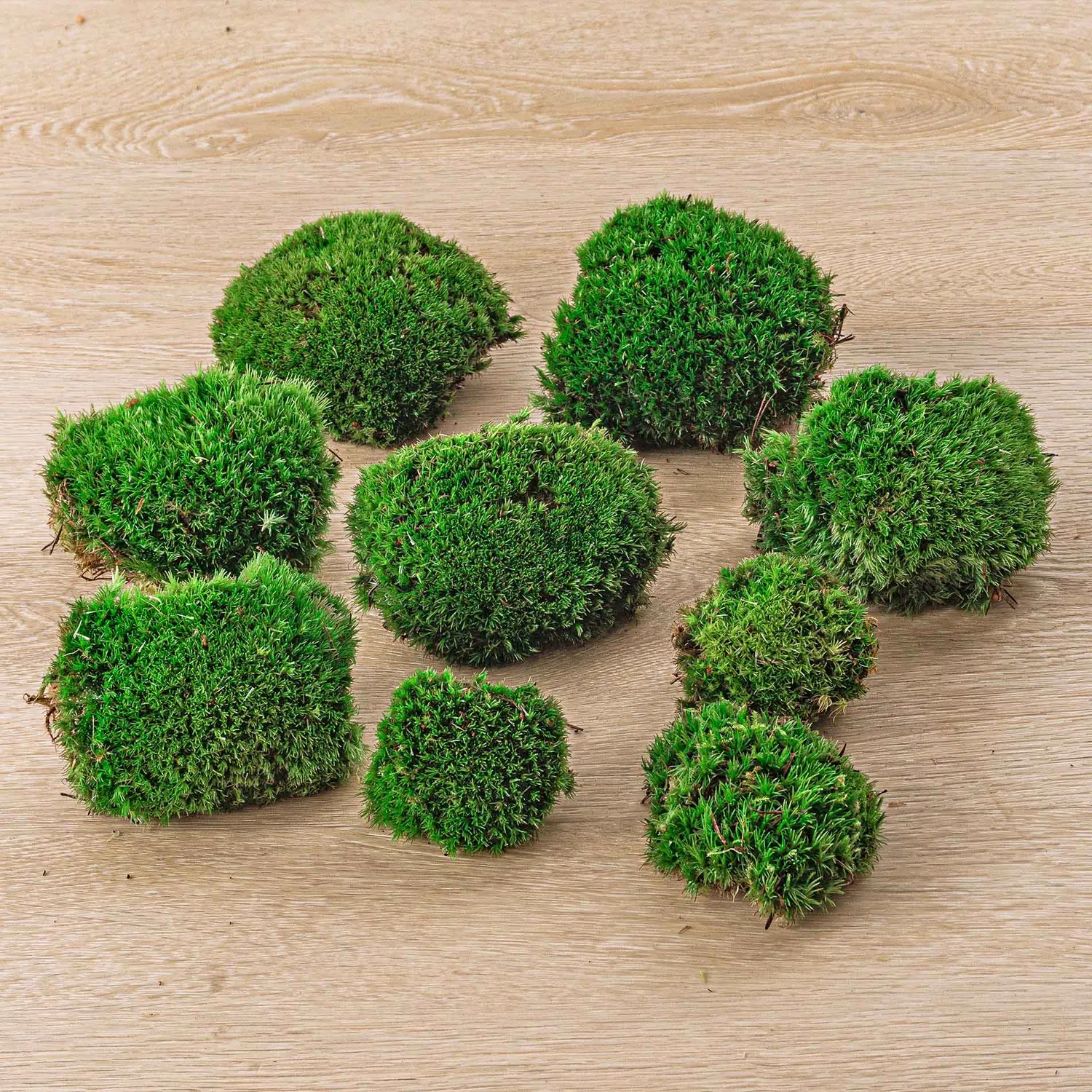 Urbanjungl Kussentjesmos Leucobryum 1 zak 3 stuks
