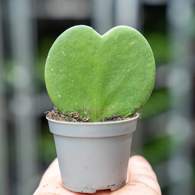 Urbanjungl Hoya Kerrii hartjesplant 10cm pot 6cm