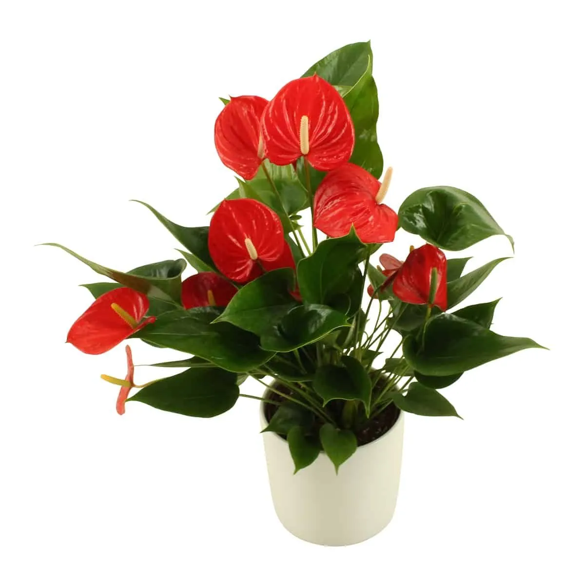 XL-Bloom YoungPlants XL.73 Tropithurium kamerplant jong groen