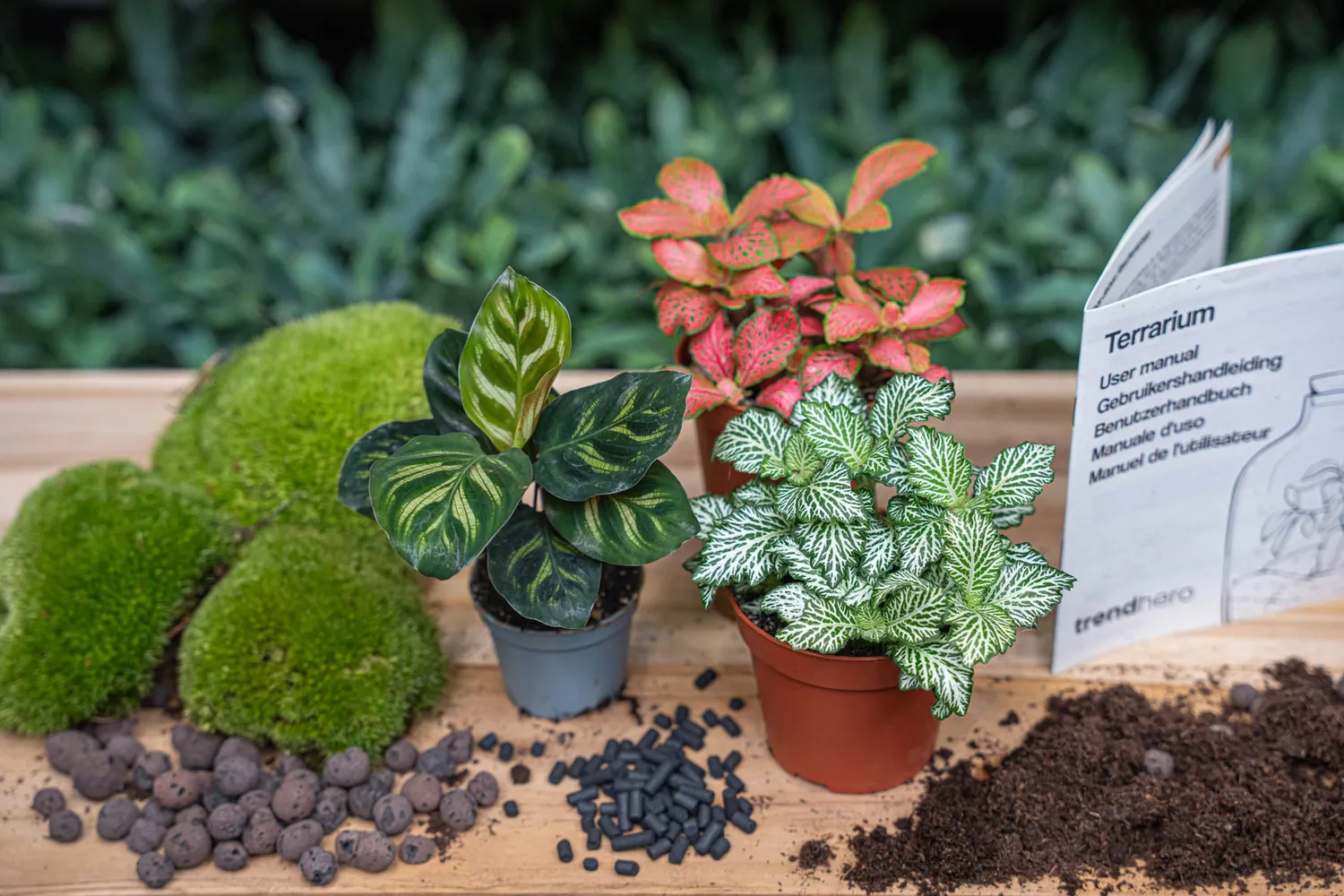 Urbanjungl Calathea Makoyana terrarium navulpakket 3 planten
