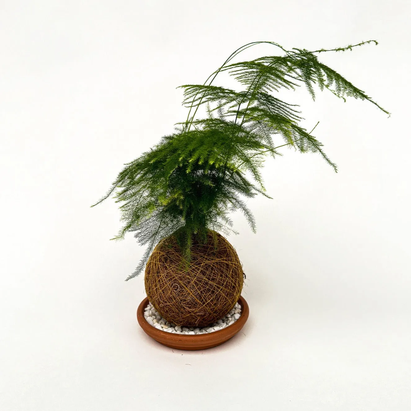 House of Koko Fluffy Duffy kokedama met schaaltje