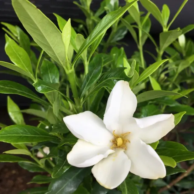The Natural World Gardenia Sweetheart plant geurige bloem
