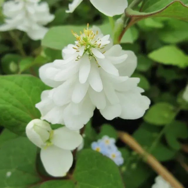 The Natural World Plena houttuynia plant P9 wit