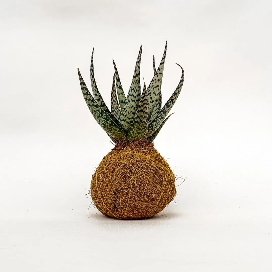 House of Koko Vera Wave kokedama zonder schaaltje