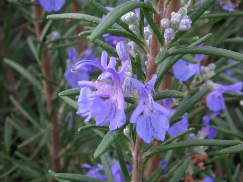 The Natural World Rosmarinus Blaulippe plant P9