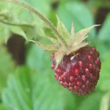 The Natural World Fragaria moschata aardbeiplant P9 muskus