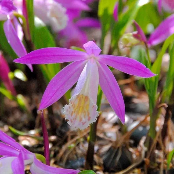The Natural World Pleione formosana orchidee P9 pot