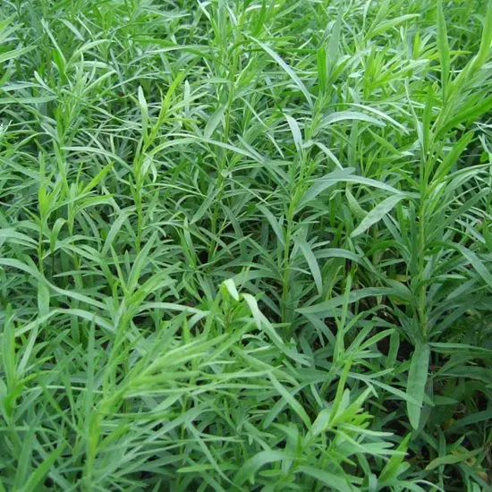 The Natural World Artemisia dracunculus dragon plant P9 Frans