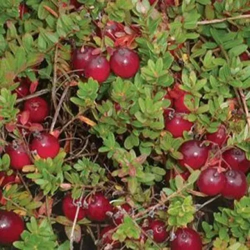 The Natural World Vaccinium Ben Lear cranberry plant eetbaar