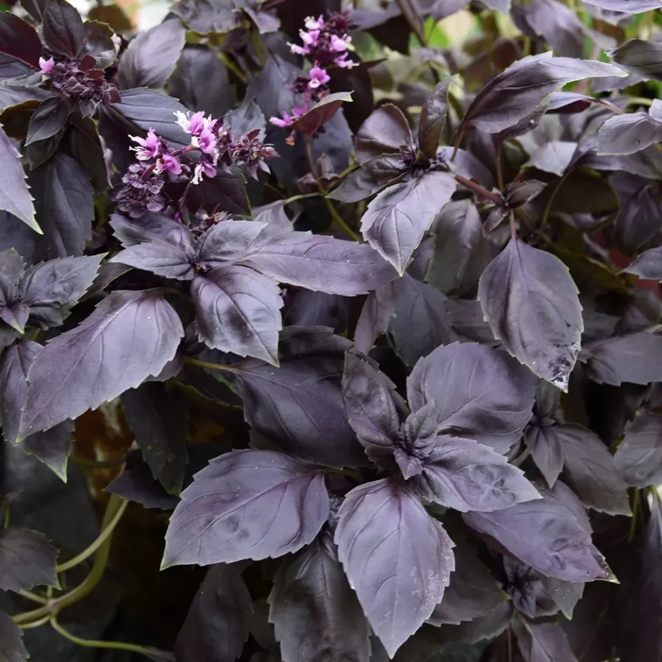 The Natural World Basilicum Rosie basilicumplant rood blad