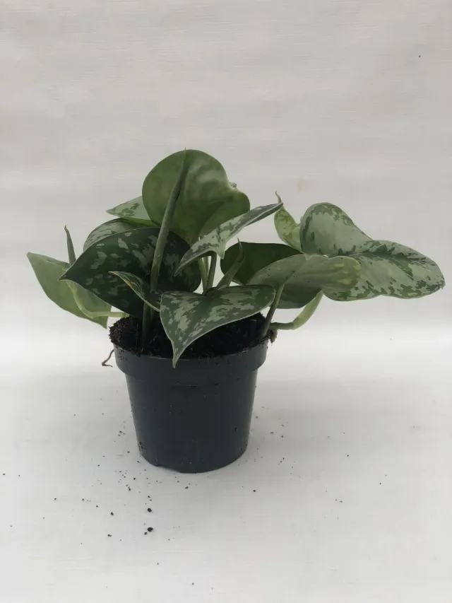 Tuincentrum Heerdink Scindapsus Argyraeus kamerplant 20 cm