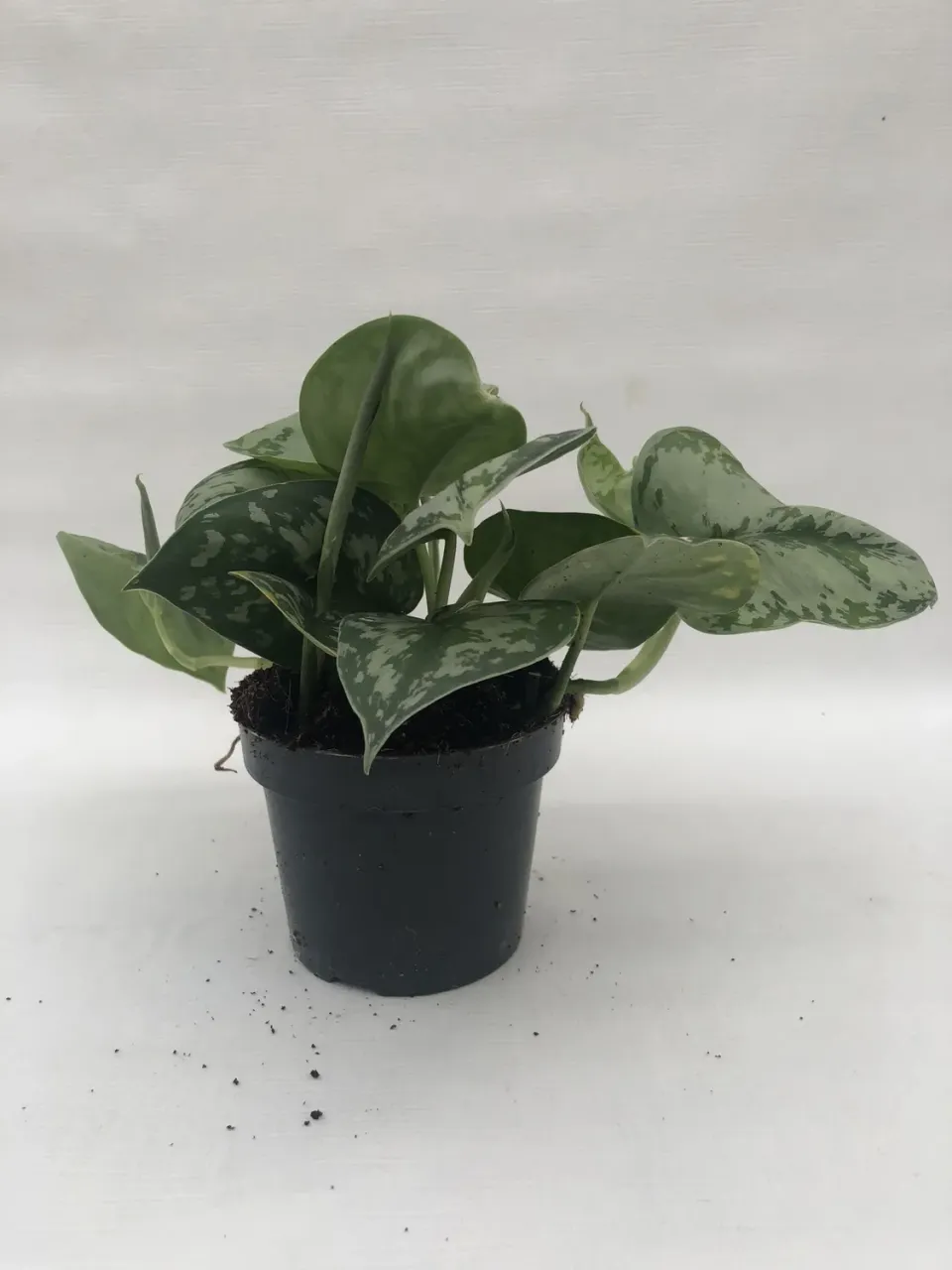 Tuincentrum Heerdink Scindapsus Argyraeus kamerplant 20 cm