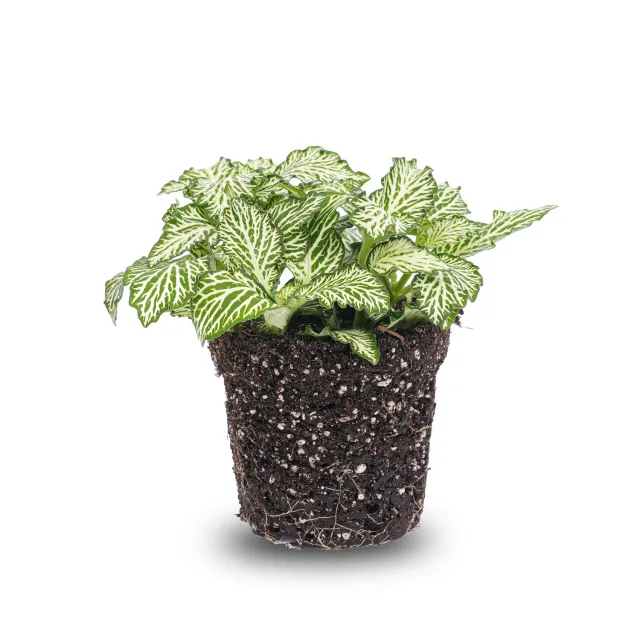 Urbanjungl Fittonia White Tiger mozaiekplant 10 cm terrarium