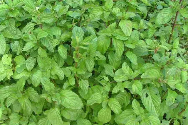 The Natural World Mentha x piperita Oregano muntplant