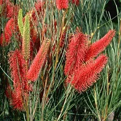 The Natural World Hakea Bucculenta plant rood bloeiend