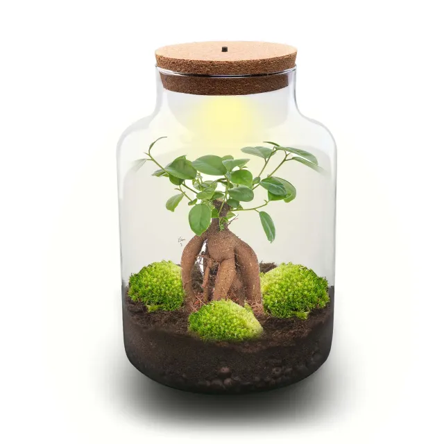 Urbanjungl Milky Bonsai terrarium met licht Ø 21 cm kit